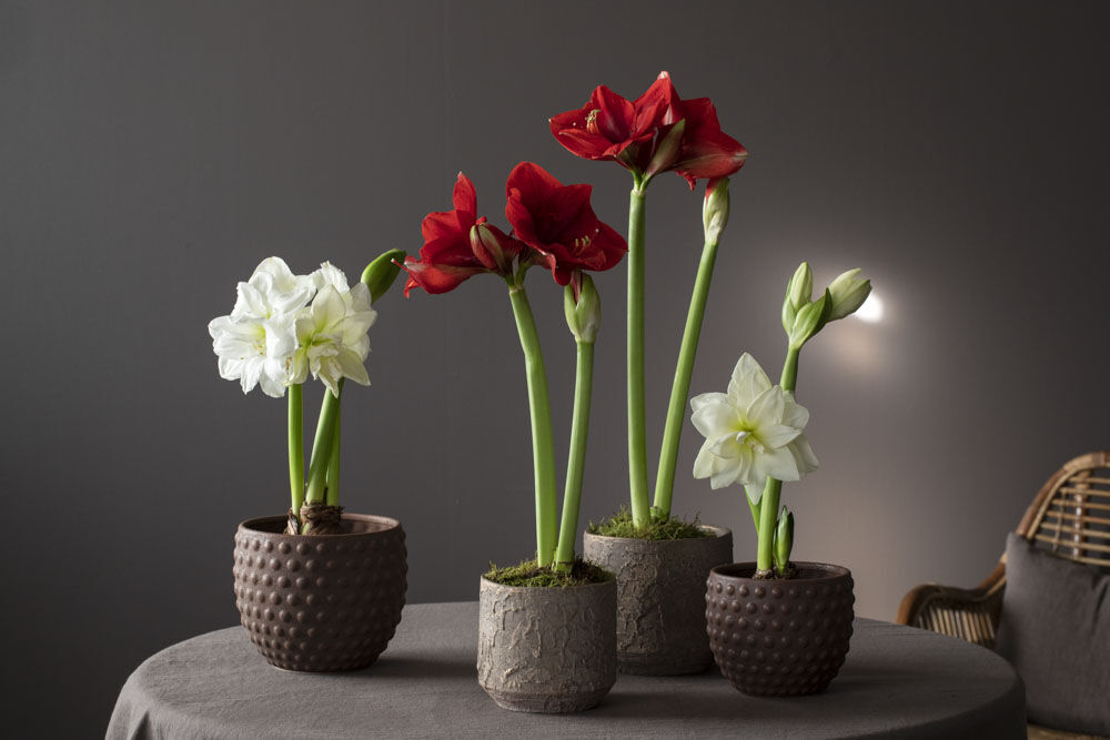 amaryllis løk i potte_jul amaryllis løk i potte_jul